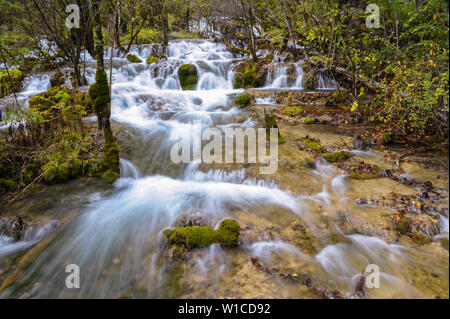 Cascade bambou flèche à Jiuzhaigou au Sichuan, en Chine avant le tremblement de terre dévastateur en 2017. Banque D'Images