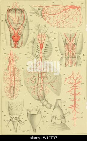 Image d'archive à partir de la page 606 de Die Klassen und Ordnungen der. Die Klassen und Ordnungen der Arthropoden : wissenschaftlich dargestellt in Wort und Bild . dieklassenundord13gers Année : 1866 Arlhropoda. (Decapoda) Taf.ch. Banque D'Images