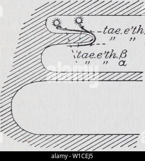 Image d'archive à partir de la page 61 de l'élaboration de l'mesonephras. Le développement de l'mesonephras et le conduit de Müller dans Amphibia . developmentofmes00hall Année : 1904 - toe. e'ton Banque D'Images