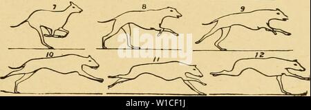 Image d'archive à partir de la page 62 du zoopraxography descriptif, ou, la science. Zoopraxography descriptif, ou, la science de l'animal locomotion fait descriptivezoopr muyb . populaires Année : 189300LE GALOP 41 La méthode de galoper décrite s'applique à le cheval et ses alliés, et à la plupart des animaux et des quadrupèdes. Dans le galop du chien la séquence de chute- tion et l'action du corps est sensiblement différente, et l'animal est libre de soutenir deux fois à chaque foulée. Un racinof Assumino qu'un fiioht throuoh hound après l'air de corps allongé et les jambes étendues (comme le th Banque D'Images