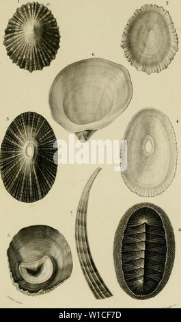 Image d'archive à partir de la page 62 du Dictionnaire universel d'histoire naturelle . Dictionnaire universel d'histoire naturelle : résumant et complétant tous les faits présentés par les encyclopédies, les anciens dictionnaires scientifiques, les Œuvres complètes de Buffon, et les meilleurs traités spéciaux sur les diverses branches des sciences nautrelles ; donnant la description des etres et des divers phénomènes de la nature, l'étymologie et la définition des noms scientifiques, et les principales applications des corps organiques et inorganiques à l'agriculture, à la médecine, aux arts industriels Banque D'Images