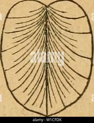 Image d'archive à partir de la page 622 de la Deutsche excursions-mollusken-faune (1884). Deutsche excursions-mollusken-faune . deutscheexcursio00cle Année : 1884 Banque D'Images