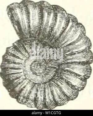 Image d'archive à partir de la page 641 de l'Leitfossilien, die ein Handbuch für. Leitfossilien, die ein Handbuch für den Unterricht und für das Bestimmen von Versteinerungen . dieleitfossilien kokeuoft Année : 1896 100 630 . Zweite Abteilung. 2. Auf der Aussenseite Deutliche Rhomben. Fig. 246. Rippen schmal, vorstehend, auf der Aussenseite zu phrase Rhomben Scharf, die sich berühren rapide, ver- breitert. Die inneren zwei Windungen glatt, 3-5 mit vorstehenden Merkmalen. (Im späteren Modifier verändert sich das Aussehen Stark. Ziplms Aegoceras Zieten kann als Ausläufer der süddeutschen und Aegoceras Dudressie Banque D'Images