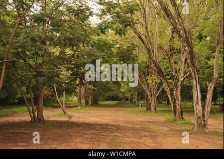 Accra. 2 juillet, 2019. Photo prise le 28 juin 2019 présente le décor de jardin botanique de Legon à Accra, capitale du Ghana. Le jardin, avec des plantes tropicales et d'animaux sauvages, se trouve dans le centre-ville d'Accra. Source : Xinhua/Alamy Live News Banque D'Images