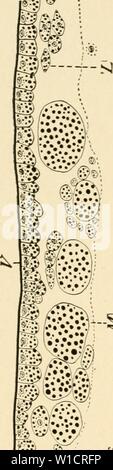 Image d'archive à partir de la page 73 de l'élaboration du poussin ;. Le développement du poussin ; une introduction à l'embryologie . developmentofchi00lill Année : 1908 'X Banque D'Images