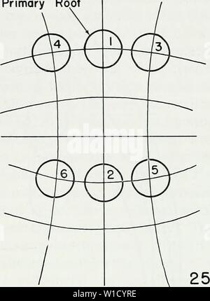 Image d'archive à partir de la page 80 de l'anatomie développementale de l'Isoetes. L'anatomie développementale de l'Isoetes . developmentalana31paol Année : 1963 Racine Racine Primaire Primaire Fig. 24 et 25. Représentations schématiques de la position relative des six premières racines de les sporophytes de Isoefes. Les emplacements sont provisoirement placées en série et en orthostichies. Fig. 24. L'emplacement des premières six racines de I. laciisfris selon Hofmeister (1862). Les sites d'initiation des racines de deux orthos- tichies peut être en phase dans la production de primordia sur alteiTiate côtés du méristème basal. Fig. 25. Banque D'Images