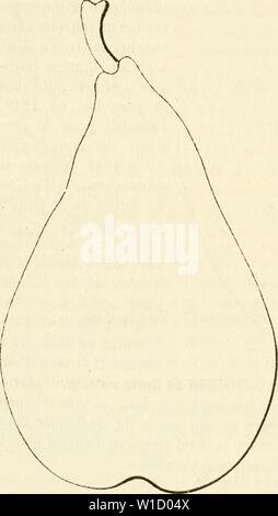 Image d'archive à partir de la page 819 du Dictionnaire de mairie (Kiel), contenant l'histoire,. Dictionnaire de mairie (Kiel), contenant l'histoire, la description, la figure des fruits anciens et des fruits modernes les plus gÂnÂralement dictionnairedepo cultivÂs et connus .02lero Année : 1867 814. Poire SABINE. Synonyme. Â Poire Colmar (Sabine Van Mons, gÃnÃrales Annales des sciences physiques, 1820 . t. m, p. 196-197, u' 5, pi. XL). Deseription de l'arbre - Bois : fort. Â Hameaux : nombreux, ÃtalÃs, gros et assez longs , gÃniculÃs , duveteux, vert-brun grisÃ¢tre, aux lenticelles grandes et abondantes, aux cous Banque D'Images