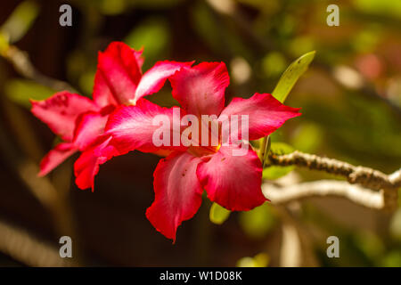 Adenium rouges en éclosion ou Desert Rose. Bali, Indonésie. Banque D'Images