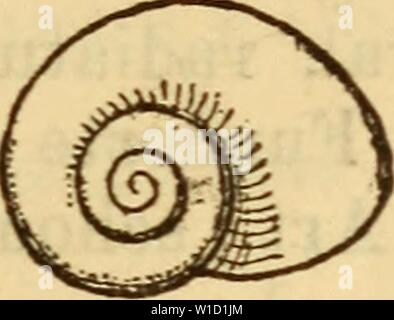 Image d'archive à partir de la page 84 de la Mitteleuropa Mollusken-Fauna Die (1884). Die Mollusken-Fauna diemolluskenfaun . la Mitteleuropa22cles Année : 1884 Banque D'Images