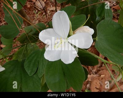 Bauhinia acuminata /blanc/blanc nain bauhinia orchidée-tree Banque D'Images