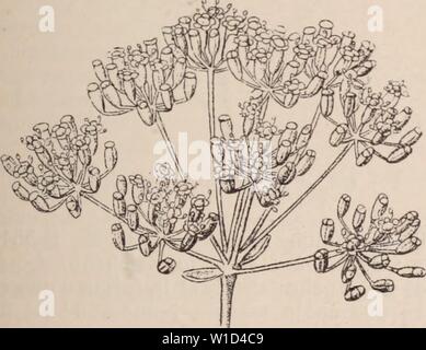 Image d'archive à partir de la page 898 du Dictionnaire d'horticulture illustré par. Dictionnaire d'horticulture illustrÃ / par D. Bois prÃface de Maxime Cornu avec la collaboration de E. AndrÃ ... [Et al.]. . Dictionnairedhor00bois Année : 1893 Fig. 630. Â Ombelle simple. OMBELLE. {Fig. 630.) Inflorescence consti- tuÃe par des fleurs dont les pÃdicelles s'atta- chent au mÃªme sur le point d'appui commun et qui rayonnent de maniÃ¨re Ã constituer par leur ensemble une rÃguliÃ¨Plan de surface ou re- ment Rudo. Les pÃdicelles portent le nom de rayons. Les inflorescences du lierre, de VAstrantia, sont de Banque D'Images