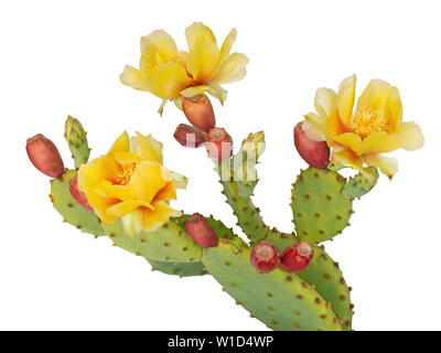 Les fleurs et les jeunes fruits de cactus, Indian fig. Isolé sur blanc. L'Opuntia ficus indica. Banque D'Images