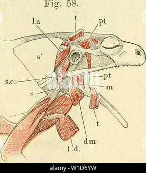 Image d'archive à partir de la page 92 de la soirée des frosches Ein. Die pot des frosches. Ein Handbuch fÃ¼r physiologen¤Ã, rzte studirende und . dieanatomiedesfr0103ecke Année : 1864-1882 des Unterkiefers Muskeln von Rana esculenta. d m m., l'abaisseur maxilles seine den m. temporalis être Ursprungssehne zurückgeschlagen- deckende bei. t in. temporalis, Ursprung. f société Theil desselben. m m. des masséters. L'IFL en m. latissimus dorsi. d m. deltoideus. 15. m. pterygoideus (Fig. 58 pt, 53, p 50). Cuvier, m. temporalis. II. 1. c. Zenker, m. massetericus. 1. c. S. 25. Duges, pré-rupeo maxülaire-pterygo-, 31 m. Banque D'Images