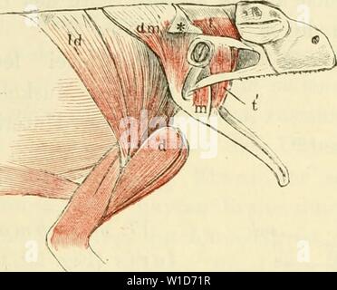 Image d'archive à partir de la page 92 de la soirée des frosches Ein. Die pot des frosches. Ein Handbuch fÃ¼r physiologen¤Ã, rzte studirende und . dieanatomiedesfr0103ecke Année : 1864-1882 Muskeln des Unterkiefers. 73 Fig. 57. von der oberen Fläche des os petrosum ; er geht dann, verschmä lernd- sich Unter dem vorderen des bras os tympanicum, dann über das os pterygoideum, zwischen diesem und os maxillare jugale hindurch und nimmt auf diesem Wege und andere auf die vom Fasern, die vor- Rande des unteren Armes des os tympanicum (und vom vorderen Umfang des knorpligen entspringen Trommelfell- joints toriques) Banque D'Images