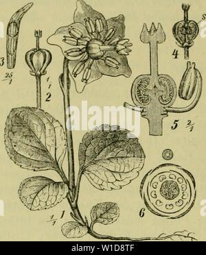 Image d'archive à partir de la page 941 de la Deutsche Flora Pharmaceutisch-medicinische Botanik Ein. Deutsche de la flore. Pharmaceutisch-medicinische Botanik. Ein Grundriss der systematischen Botanik zum Selbststudium für Aerzte, Apotheker und Botaniker . deutscheflorapha00kars Année : 1883. 898 Corollanthae, Bicornes. L'Nadelwälder ;. P. media Sw. Kelchzipfel lanzettf - Ae., spitz ; Krone weiss, gi'össer als bei Vor. Staiibgefässe ; wie bei Vor. ;, gerade etwas schief Lelim Michel, länger als die Krone, oberwärts angeschwollen zu einem der ringe, brei- ter ist als die aus 5 kleinen, aufrechten Lappen bestehende N Banque D'Images