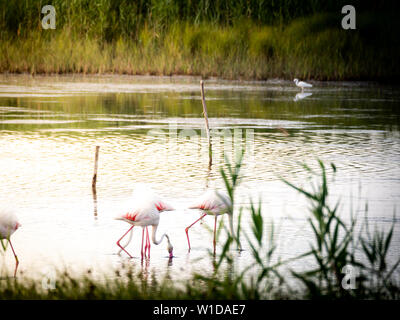 Tiré d'un groupe de beaux flamants se détendre dans la réserve naturelle protégée Granelli Lake dans le sud de la Sicile, en Italie. Banque D'Images