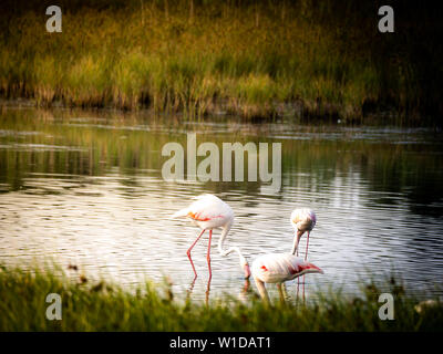 Tiré d'un groupe de beaux flamants se détendre dans la réserve naturelle protégée Granelli Lake dans le sud de la Sicile, en Italie. Banque D'Images