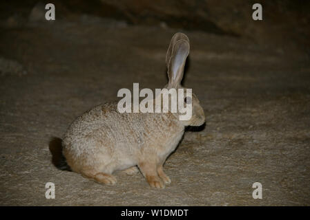 Jameson's Red Rock Pronolagus randensis (lapin), le centre du désert du Namib, Namibie. Banque D'Images