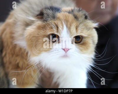 Mai 2019 - Scottish Fold Pedigree chaton Banque D'Images