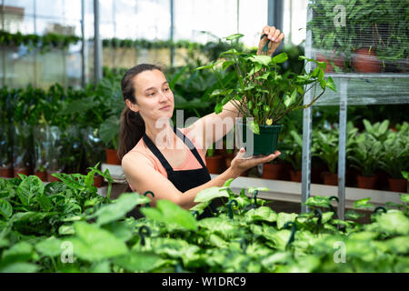 Portrait of smiling girl florist démontrant dieffenbachia en pot au magasin serre Banque D'Images