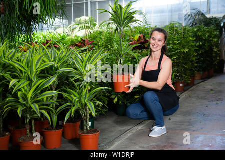 Portrait de jeune fille sympathique fleuriste près de dracaena plantes en pot au magasin serre Banque D'Images