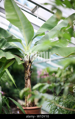 Palm pousse dans un pot dans la serre du Jardin botanique Banque D'Images