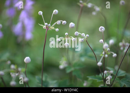 Les inflorescences de petits bourgeons blancs sur des tiges minces entre les herbes de prairie. Banque D'Images