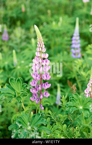 Le lupin vivace (Lupinus perennis) groing sur le côté de la route, Petite Rivière, en Nouvelle-Écosse, Canada, Banque D'Images