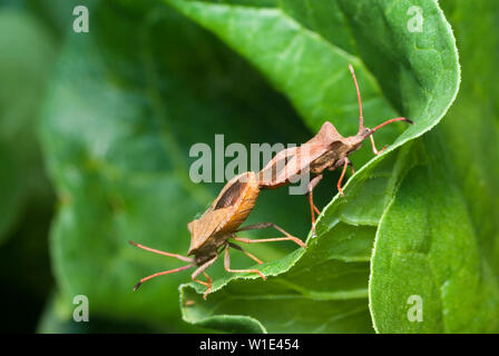 Brown Shield Bug Banque D'Images