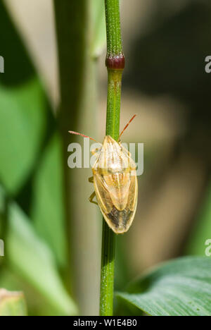 Mitre d'Évêque Shieldbug Banque D'Images