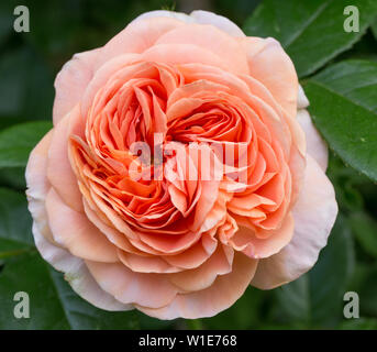 Orange rose saumon rose dans le jardin. Banque D'Images