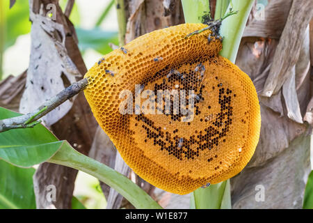 Nid d'abeilles sauvages sur un arbre en Thaïlande Banque D'Images