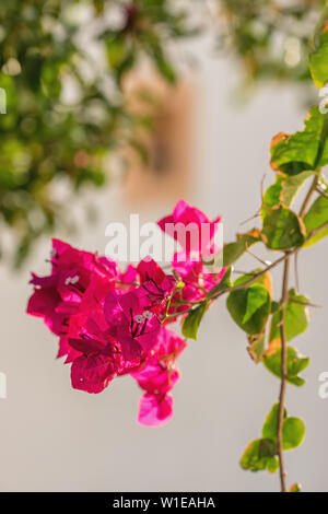 Fleurs de bougainvilliers et de bougainvilliers plante close-up at summer Banque D'Images