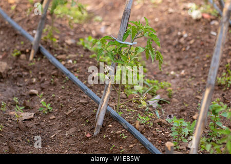 Plantation de tomates sur le jardin, avec l'irrigation et les cannes de bambou pour le soutien. Banque D'Images