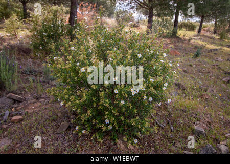 Fermer la vue du livre blanc fleur cistus monspeliensis arbrisseau. Banque D'Images