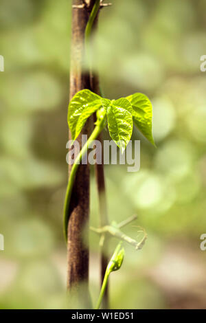 Libre d'haricots verts de feuilles dans un jardin isolé et vegitable d'arrière-plan flou Pokhara Népal Banque D'Images