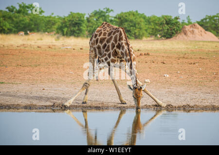 - Girafe Giraffa giraffa, safari dans le parc national d'Etosha, Namibie, Afrique. Cute membre de cinq grands d'Afrique. Banque D'Images