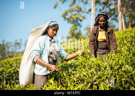 Femme tamoule Plateau Picker dans une plantation de thé dans les Highlands, Nuwara Eliya, Province du Centre, au Sri Lanka, en Asie Banque D'Images
