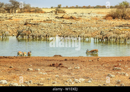 Les zèbres et les springboks boire au point d'Okaukuejo, Etosha National Park, Namibie, Afrique Banque D'Images