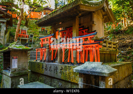 Fushimi Inari Taisha, le plus important sanctuaire Shinto, célèbre pour ses milliers de torii rouge gates, Kyoto, Japon, Asie Banque D'Images