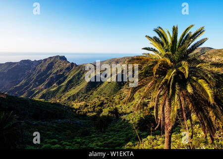 Parc National de Garajonay, classé au Patrimoine Mondial de l'UNESCO, La Gomera, Canary Islands, Spain, Europe, Atlantique Banque D'Images