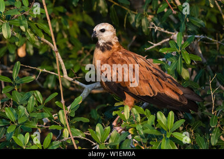 Un black-(Busarellus nigricollis) sur l'auvent, Mato Grosso, Brésil, Amérique du Sud Banque D'Images