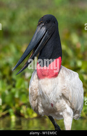 Jabiru mycteria Jabiru (), Pantanal, Mato Grosso, Brésil, Amérique du Sud Banque D'Images