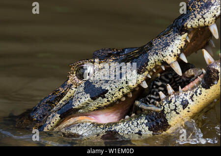 Un caïman jacare (Caiman yacare) alimentation, Mato Grosso, Brésil, Amérique du Sud Banque D'Images