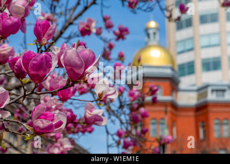 Avis de magnolia blossom et or dôme sur John Marshall Park, Pennsylvania Avenue, Washington D.C., Etats-Unis d'Amérique, Amérique du Nord Banque D'Images