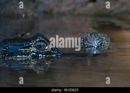 Jacare Caiman (Caiman yacare), Pantanal, Mato Grosso, Brésil, Amérique du Sud Banque D'Images