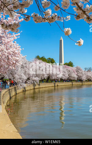 Vue sur le Washington Monument et cerisiers au printemps, Washington D.C., Etats-Unis d'Amérique, Amérique du Nord Banque D'Images