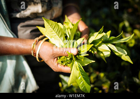 Femme tamoule Plateau Picker dans une plantation de thé dans les Highlands, Nuwara Eliya, Province du Centre, au Sri Lanka, en Asie Banque D'Images