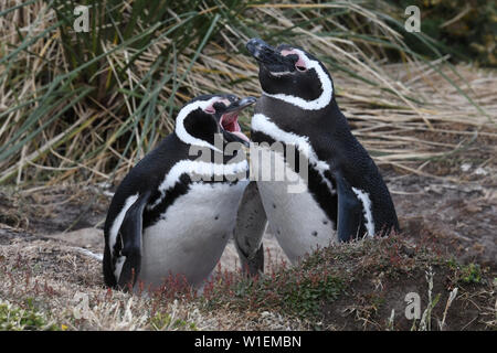 Manchot de Magellan (Spheniscus magellanicus) paire se reposant dans les habitats côtiers, Gypsy Cove, îles Malouines, l'Amérique du Sud Banque D'Images