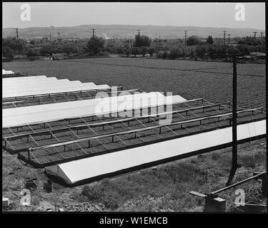 Hayward, Californie (Sommaire Blvd.). Une partie des exploitations agricoles louées Negi comme vu de leur tour de l'eau . . . ; Portée et contenu : la légende complète pour cette photographie se lit comme suit : Hayward, Californie (Sommaire Blvd.). Une partie des exploitations agricoles louées Negi comme vu de leur tour d'eau. Le Berry champ est juste de commencer la production et les jeunes plants de tomates dans la tomate couverts jumeaux au premier plan sont prêtes pour la commercialisation. Banque D'Images